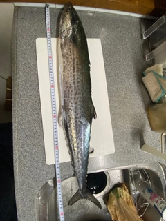 サワラの釣果
