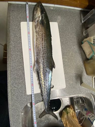 サワラの釣果
