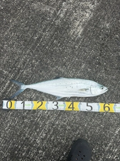 イケカツオの釣果