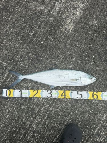 イケカツオの釣果