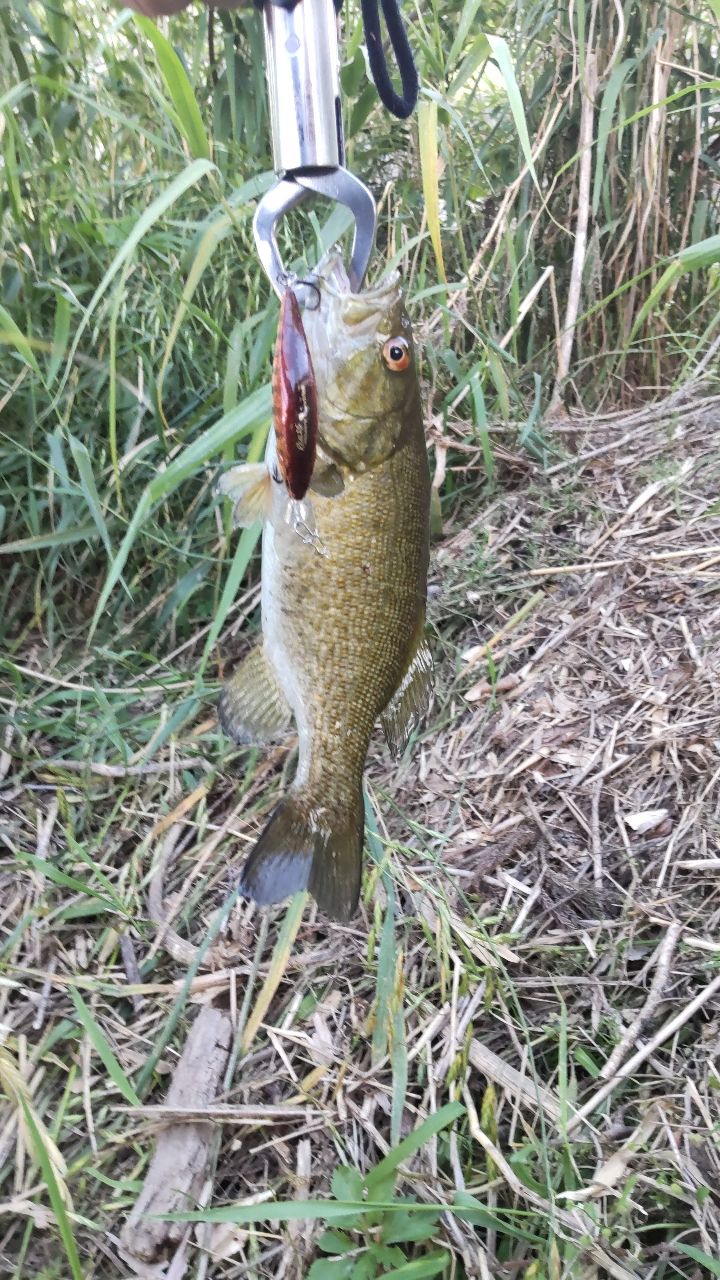 スモールマウスバス