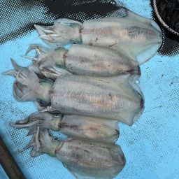 アオリイカ