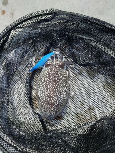 シリヤケイカの釣果