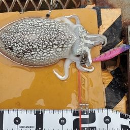 シリヤケイカ