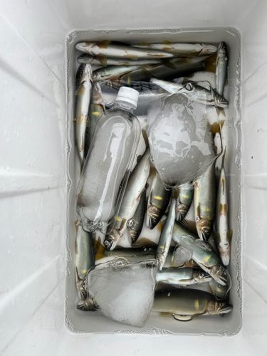 アユの釣果