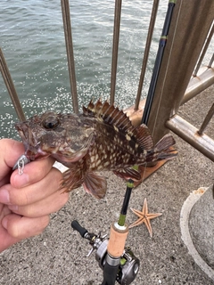 カサゴの釣果