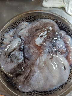 マダコの釣果