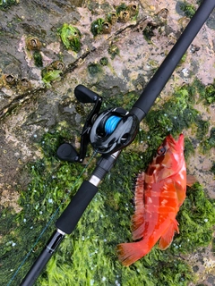 アカハタの釣果