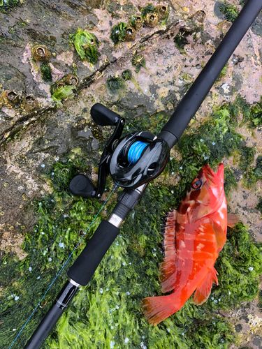 アカハタの釣果