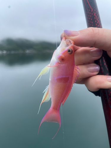 ハナダイの釣果