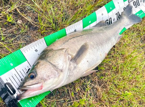 タイリクスズキの釣果