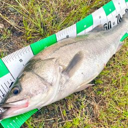 タイリクスズキ