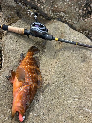 キジハタの釣果