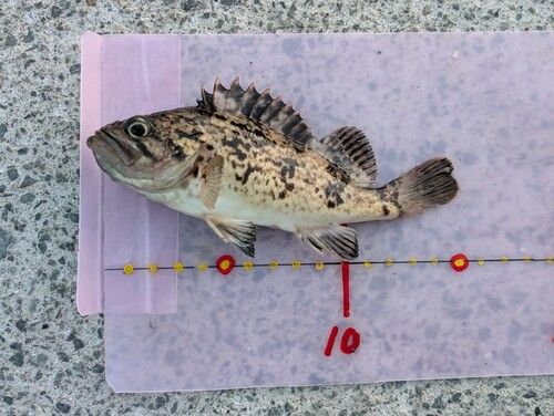 ソイの釣果