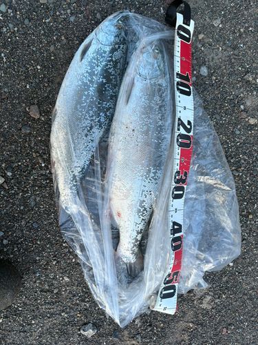 ウミサクラの釣果