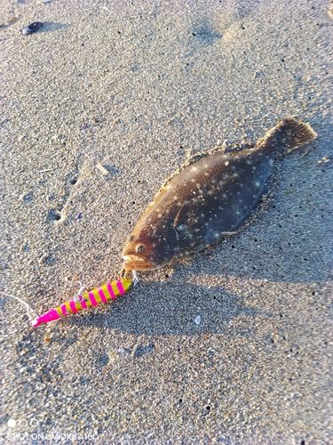 ソゲの釣果