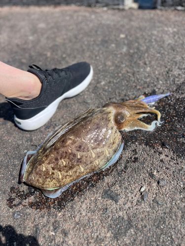 モンゴウイカの釣果
