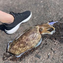 モンゴウイカ
