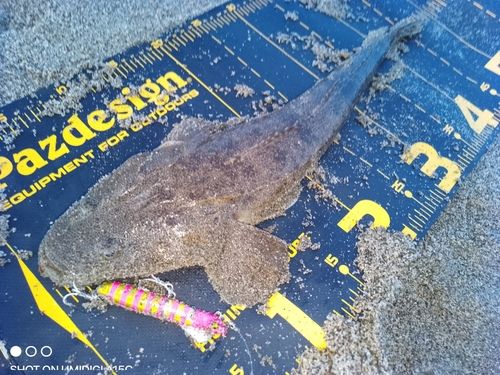 マゴチの釣果