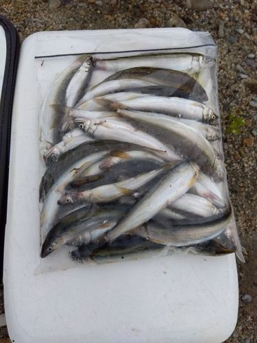 コアユの釣果