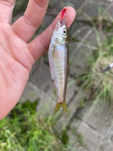 オイカワの釣果