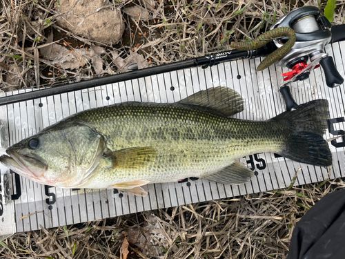 ブラックバスの釣果