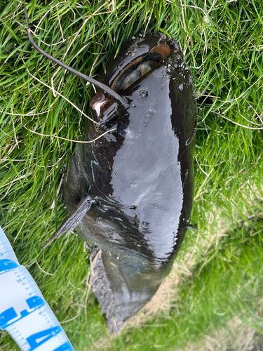 ナマズの釣果