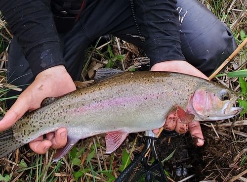 ニジマスの釣果