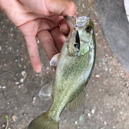 ラージマウスバス