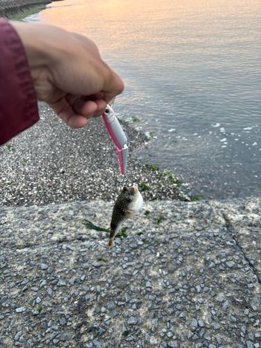 フグの釣果