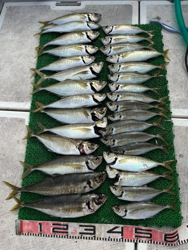 アジの釣果