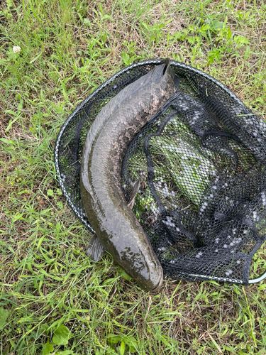 ライギョの釣果