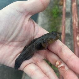 マハゼ