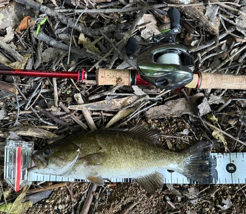 スモールマウスバスの釣果
