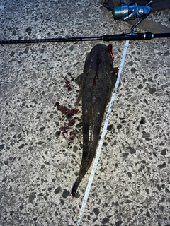 マゴチの釣果