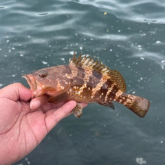 キジハタの釣果