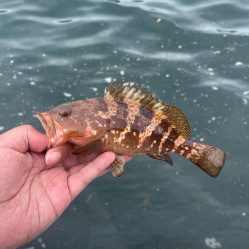キジハタの釣果