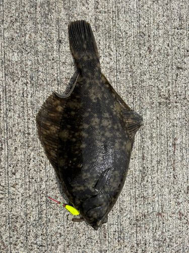 マコガレイの釣果