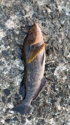 アイナメの釣果