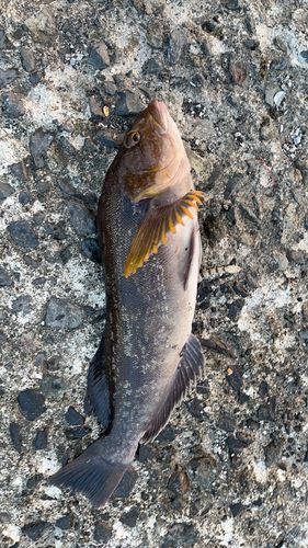 アイナメの釣果