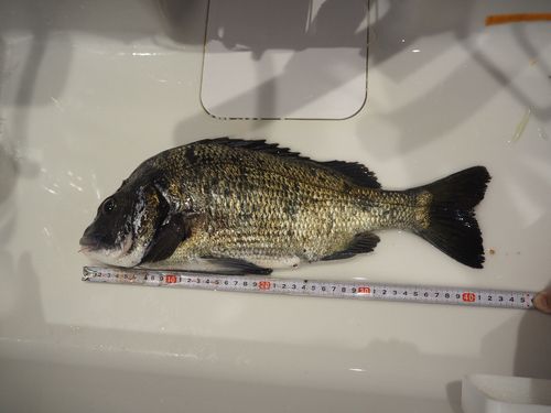 クロダイの釣果