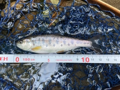 ヤマメの釣果
