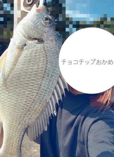 キビレの釣果