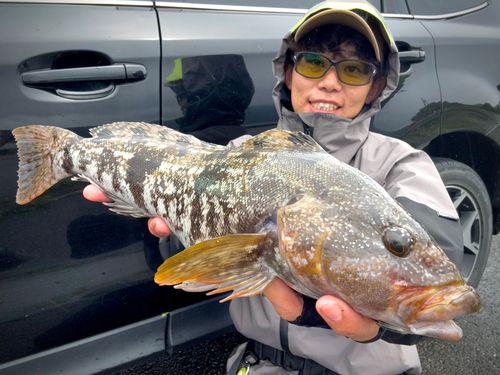 アイナメの釣果