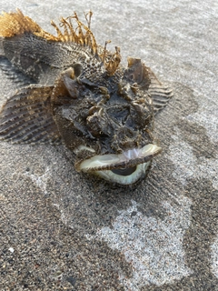 ケムシカジカの釣果