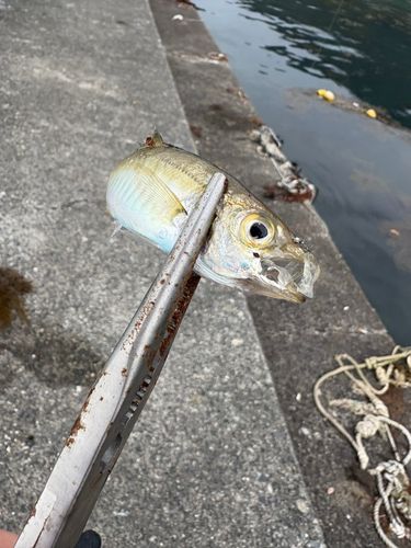 マアジの釣果