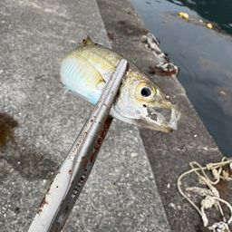 マアジ