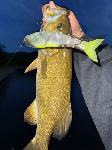 スモールマウスバスの釣果