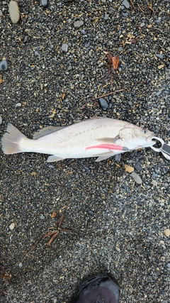 オオニベの釣果