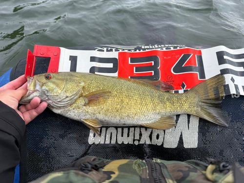 スモールマウスバスの釣果